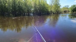 Рыбалка на реке Битюг. Поплавок.