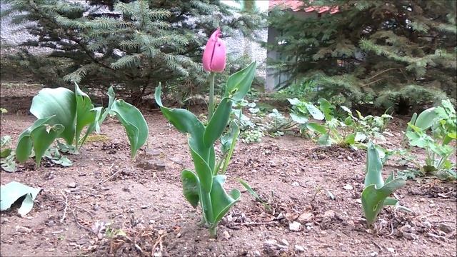 Фиолетовый тюльпан смотреть онлайн