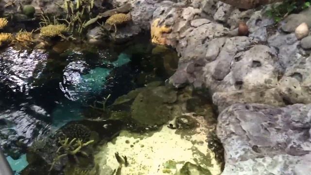 Portugal dia 5: Oceanário e El Corte Inglés смотреть онлайн