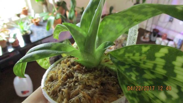 Paphiopedilum Maudiae смотреть онлайн