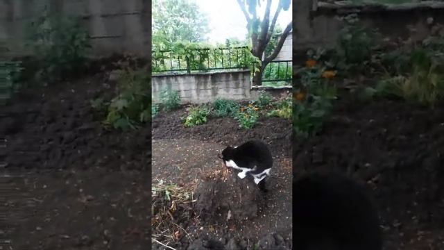 Такого вы ещё не видели! 😲😲😲 Молодильные свойства корней калины🐾😻🌿😻🍀😻🐾 смотреть онлайн