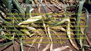 Болезни репчатого лука. Почему гниет лук.