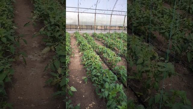 розовый помидор Найз заболевания: хлороз- недостаток железа смотреть онлайн