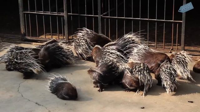 Китайский зоопарк смотреть онлайн