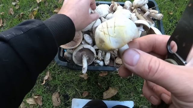 Ядовитый шамьпиньон/Шампиньон рыжеющий/Печерица желтокожая смотреть онлайн