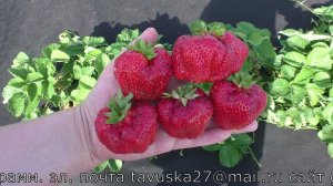 КИМБЕРЛИ ранний сорт клубники