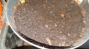 Почвенный грунт зараженный Энхитреусом