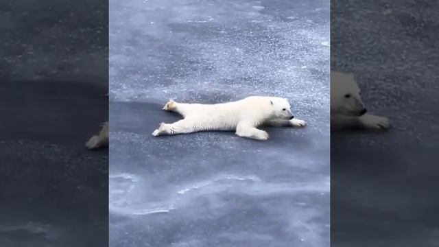 Медведь. Правила передвижения по тонкому льду