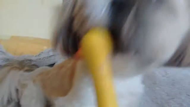 Утка резиновая раздрожает шитцу