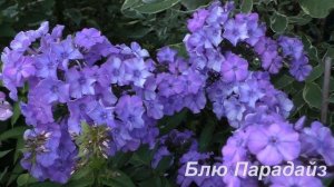 Флоксовый релакс. Цветник из флоксов в моем саду.