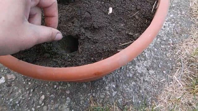 Настурция. Пересадка в кашпо