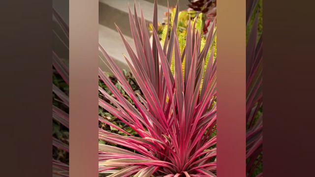 Plants with Pink Leaf || #leaf #plants #indoorplants #pinkleafs смотреть онлайн