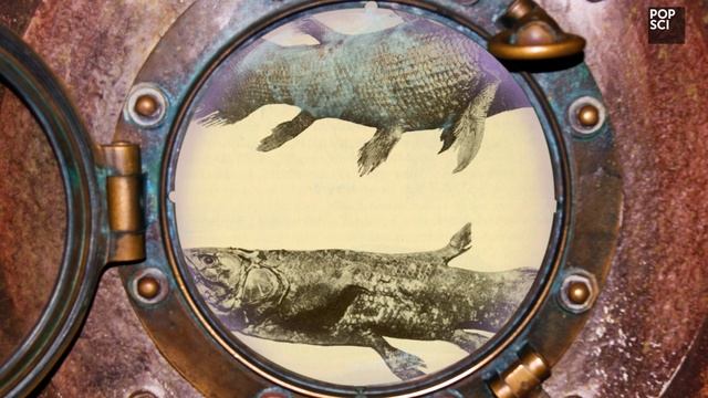Is the Tasmanian tiger not extinct? смотреть онлайн