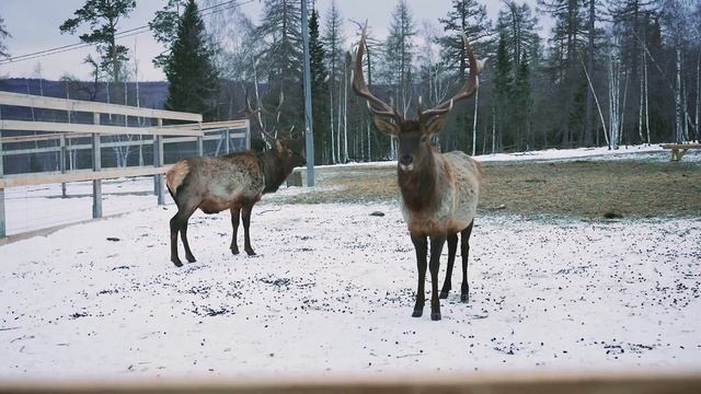 Зимний отдых на Южном Урале смотреть онлайн