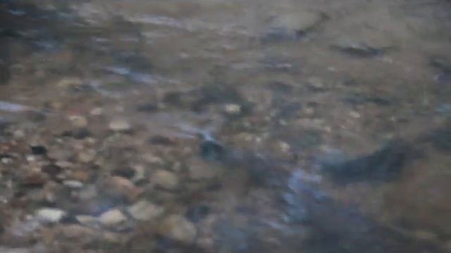 нерест кумжи р Дудка 2019 смотреть онлайн