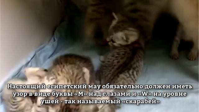 Египетская мау - интересные факты об этой породе кошек смотреть онлайн