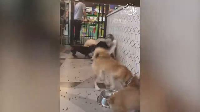 Смешные животные собаки и кошки смотреть онлайн