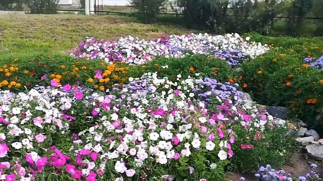 #Островокцветочныхклумб#нашего Солерудника# часть1 смотреть онлайн