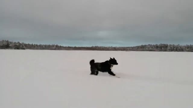 Мото собака /Архангельские якуты ? смотреть онлайн