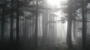 Тени наступают туман в лесу