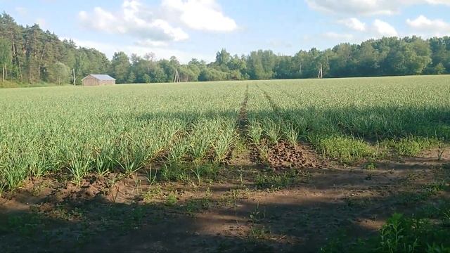 Озимый чеснок сорт Любаша 03 июня 2022 г. смотреть онлайн