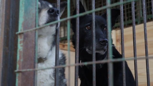 Люди - звери, звери - люди смотреть онлайн