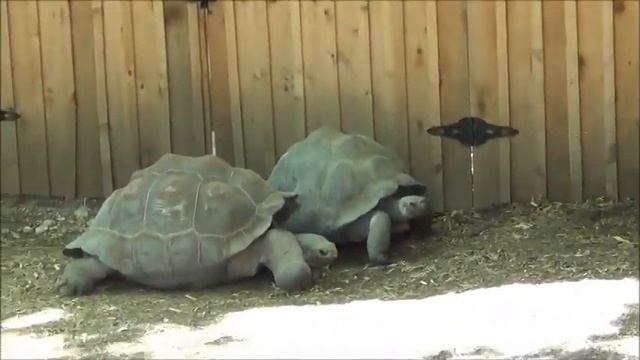 1.Америка Зоопарк в Далласе-Огромнейшие пространства! и прекрасные условия для животных.Цены.ч.1 смотреть онлайн