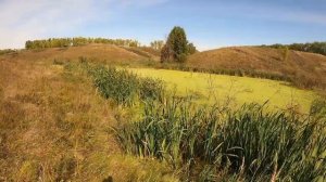 ОХОТА НА УТКУ С ПОДХОДА С СОБАКОЙ МНОГО УТКИ БЫЛО #hunting #рыбалка #охотассобакой