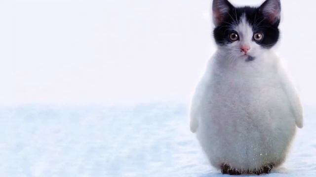 Funny Photoshopped Hybrid Animals смотреть онлайн