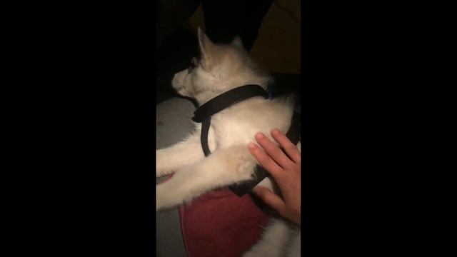 Моя любимая Игрушка смотреть онлайн