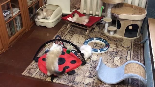 Котята рэгдолл смотреть онлайн