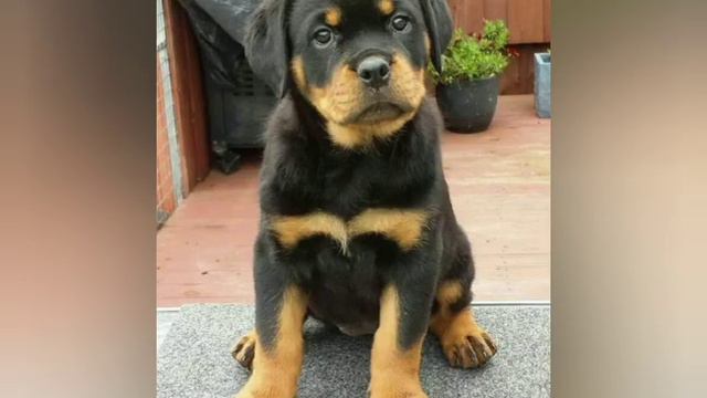 Rottweiler,ротвилер WOOW смотреть онлайн