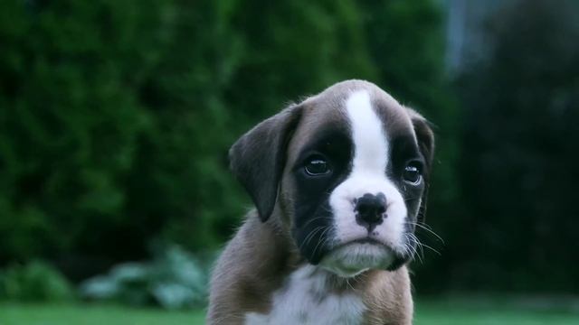 Рыжий щенок породы боксер смотреть онлайн