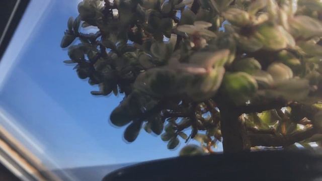 Variegated Dwarf Jade (Portulacaria Afra) Bonsai, 4