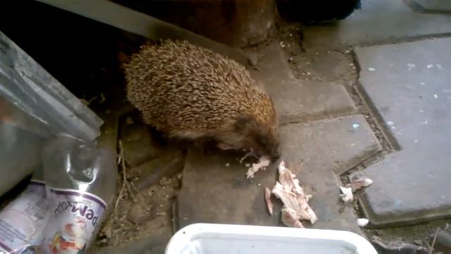 Ёжик смотреть онлайн