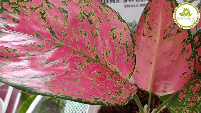 Aglaonema Red King Anjamani