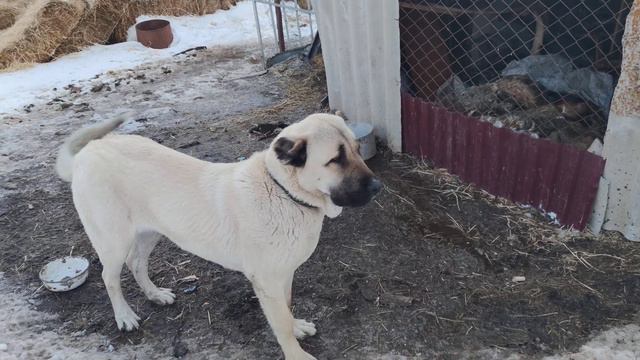 Гампр САО смотреть онлайн