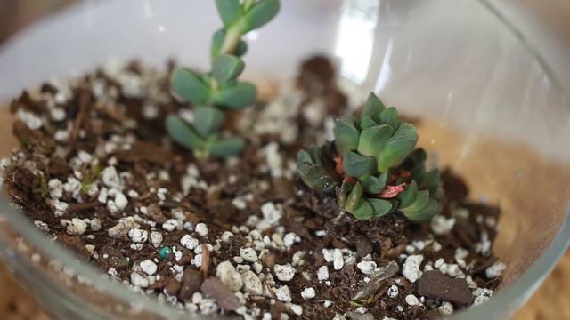 Terrariums DIY | How to Build a Succulent Terrarium смотреть онлайн