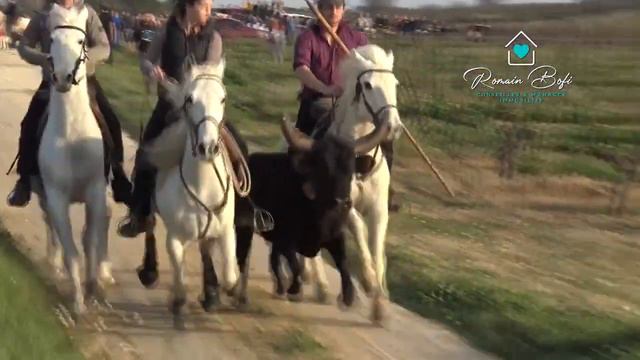 Découverte de nos fêtes votives - Journée taurine à Saint Maurice de Cazevieille (26/03/2022) смотреть онлайн