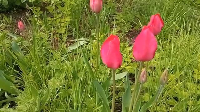 398- 137-Видеоряд Розовые тюльпаны Марк Субботин Медитация на Полнолуние 06.05.23. смотреть онлайн