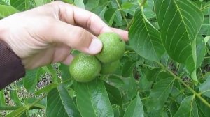 Как растет грецкий орех