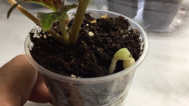 Что вытворяет эта Беллекония Шардоне