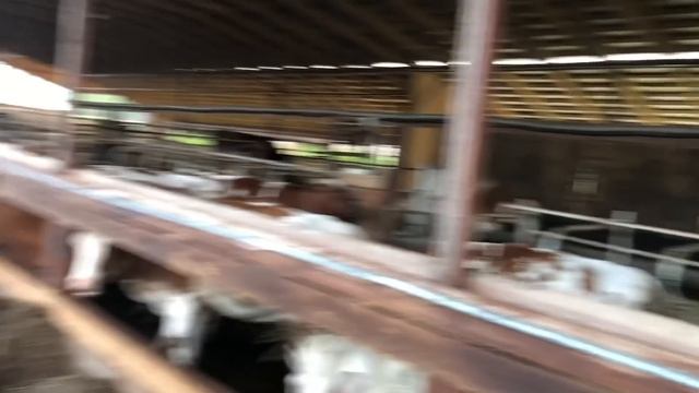 Кондиционирование коровника беспривязного содержания смотреть онлайн