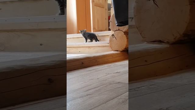 Сибирские котята 1мес.6дней. Первый прикорм. Кошка принесла мышь, - кушайте детки! смотреть онлайн