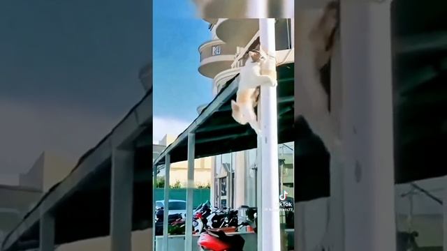 Cats Guts Skillful Cats 🐈😺🐈😺🐈🐈
#funnycats #animals