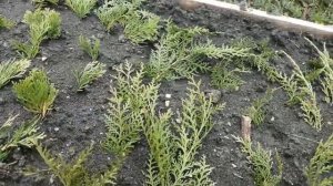 Выращиваем тую и можжевельник из черенков. Стимулятор роста корней "Корневин, ЛИЛИИ И ХОСТА В САДУ.