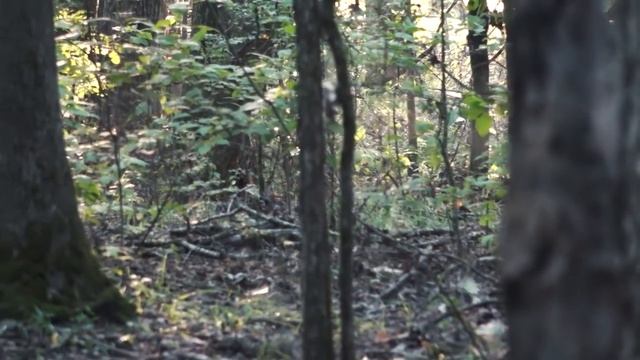 Funniest Coyote hunt ever!- Coyote Hunting and Predator Calling at its Best! смотреть онлайн