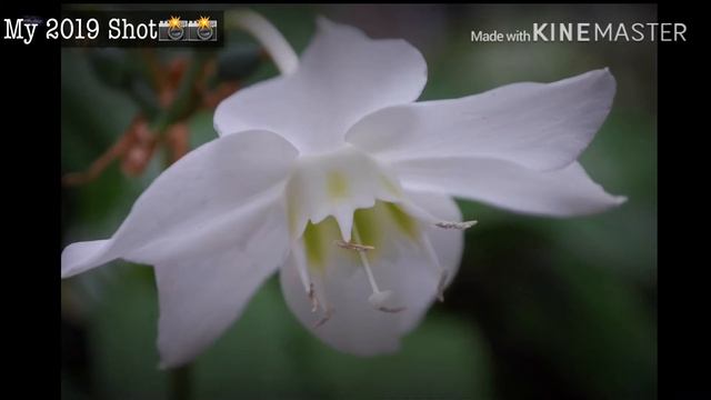 Nikon d40 смотреть онлайн