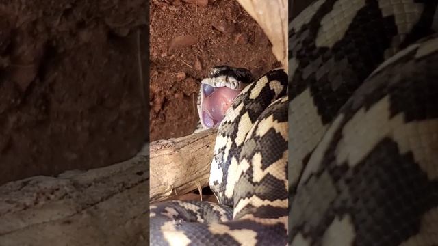 Baby Carpet Python Feeding up close смотреть онлайн