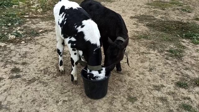 ч, 2 как выпоить телят с двух недель без цельного молока смотреть онлайн